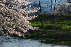 川に桜