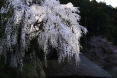枝垂れ桜に茅葺き