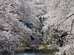 桜トンネルの先には・・・