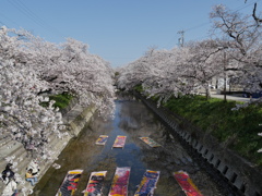 五条川 のんぼり洗い