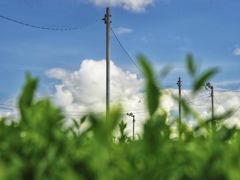 茶畑と電信柱と夏空
