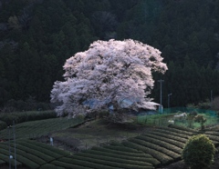 一本桜