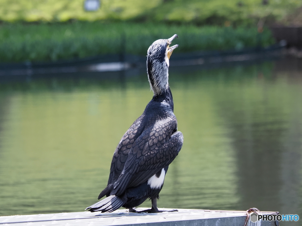 なんの鳥？