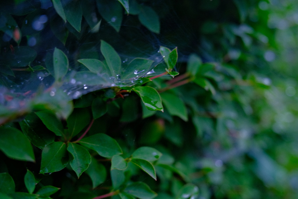 雨上がりの蜘蛛の巣