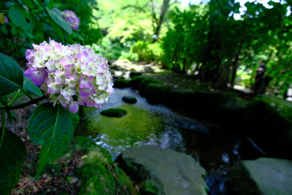 紫陽花公園