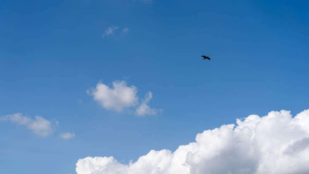 空と鳥