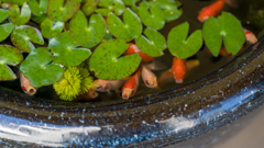 金魚たち