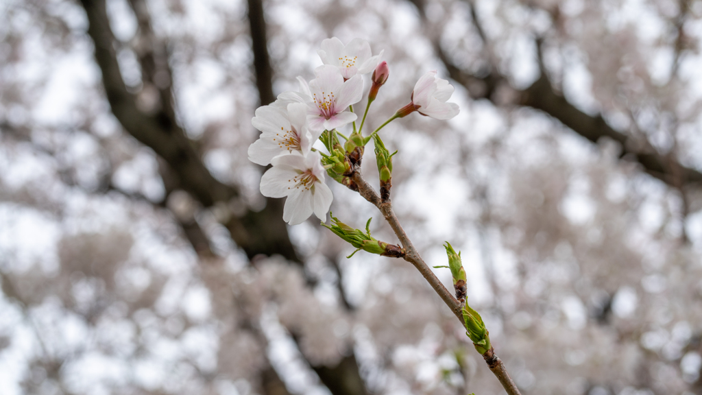 桜