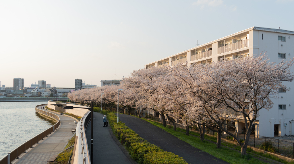 団地と桜と老婆