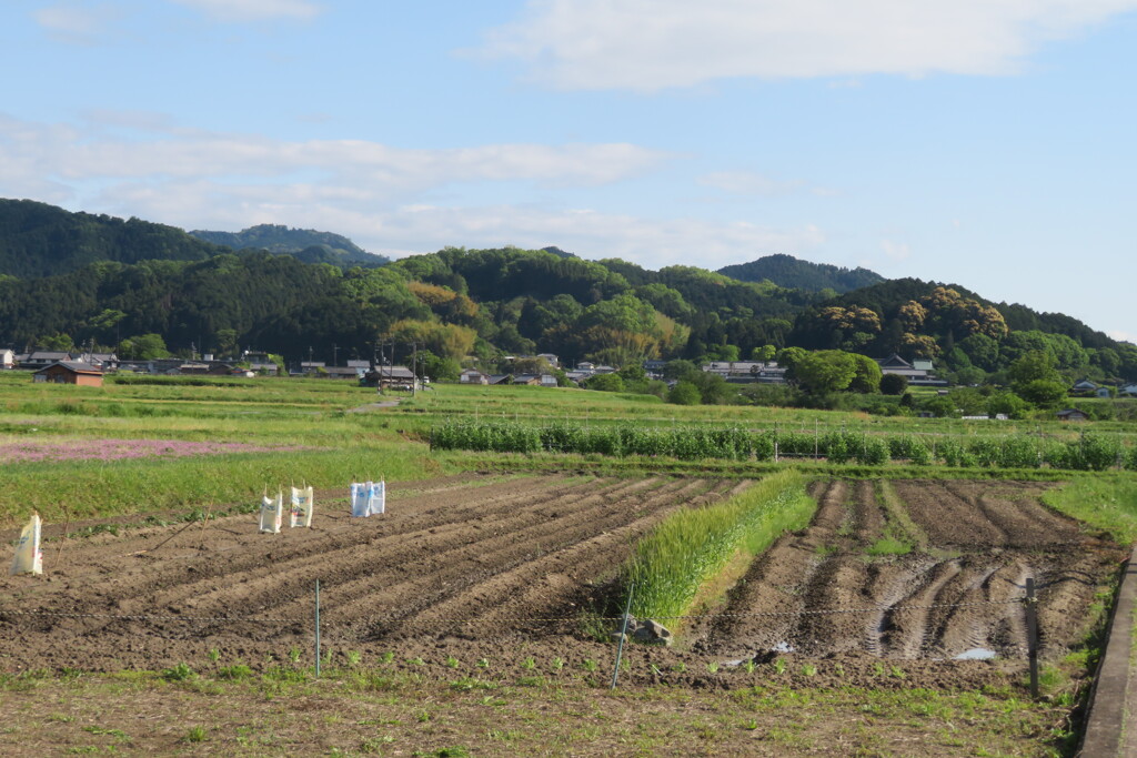 IMG_4622 (2)