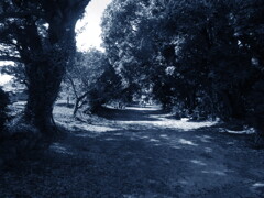 IMG_0476 (4)