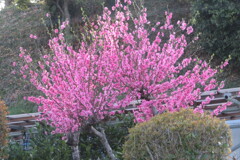 IMG_3930 (3)