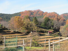 無音