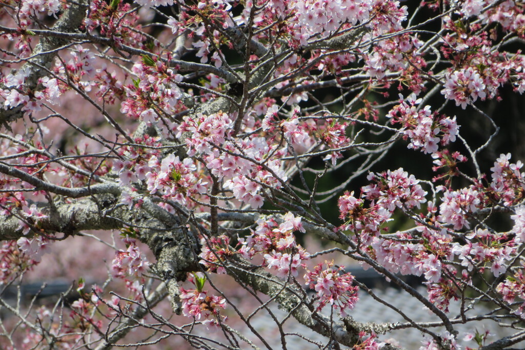 IMG_3835 (3)