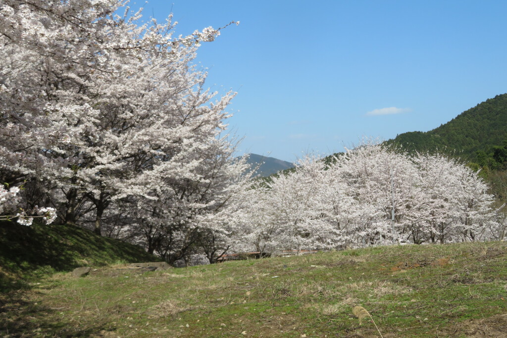 Isakula2uki