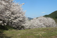 Isakula2uki