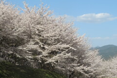 桜井市