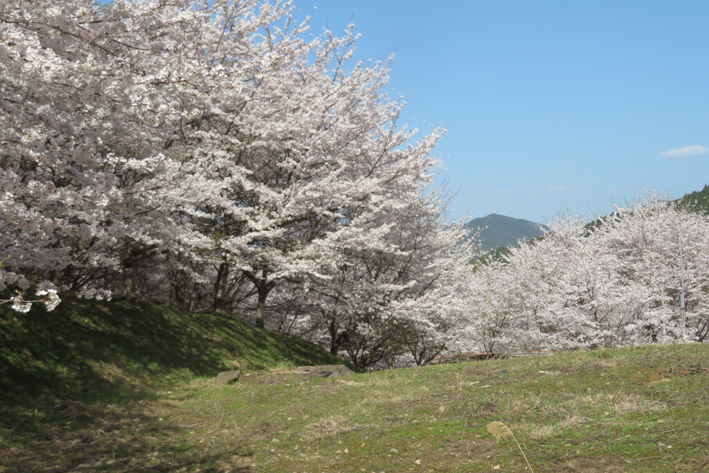 桜井市