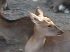 大和こと