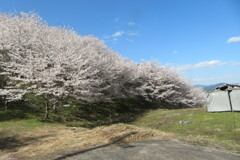 Isakulai