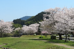 春のいいkiski