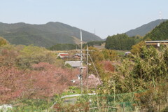 IMG_4013 (4)