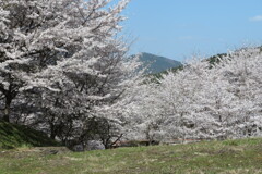 Isakuli