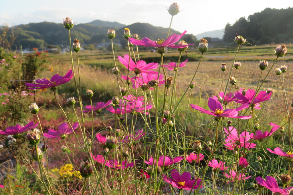 明日香村コスモス