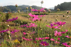 明日香村コスモス