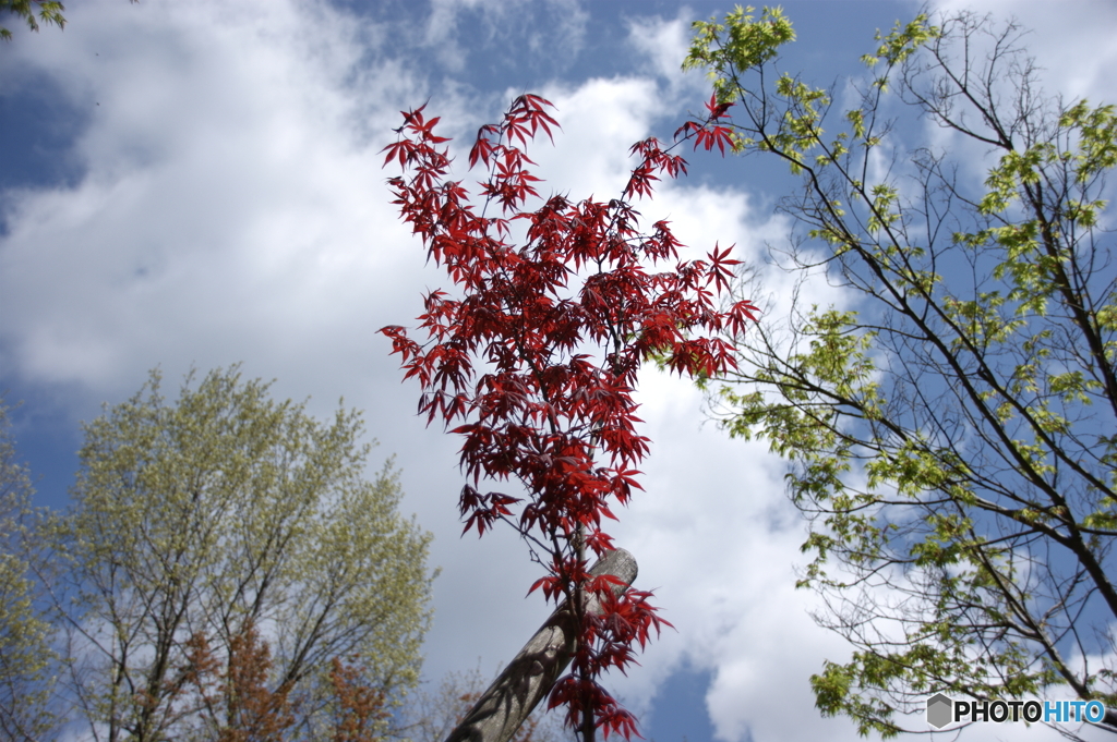 春の紅葉