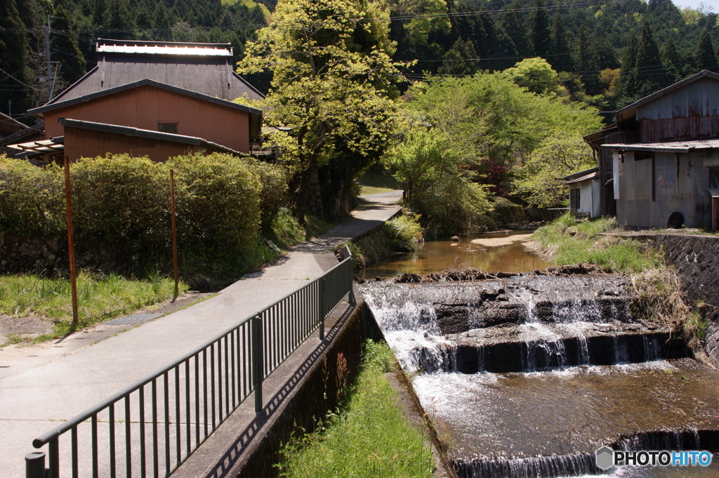 新緑の小川