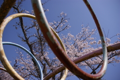 桜と輪