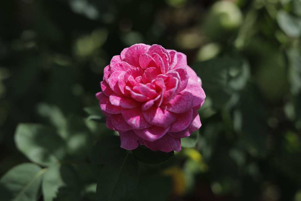 家の花