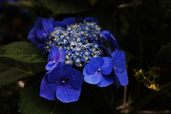 家の紫陽花