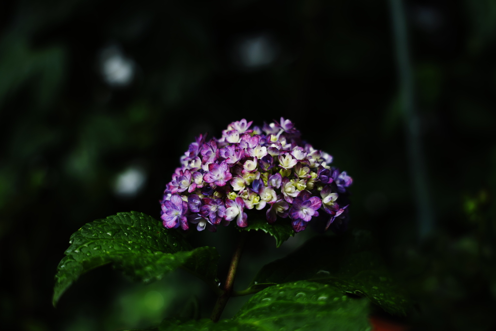 家の小さな紫陽花