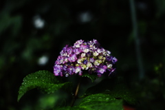 家の小さな紫陽花