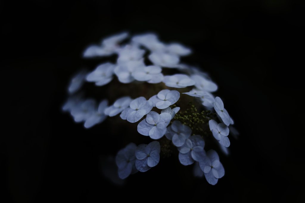 紫陽花