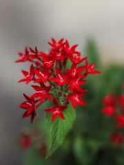 家の花