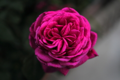 家の薔薇