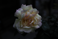 家の薔薇