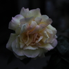 家の薔薇