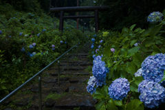 あじさい坂～佳境