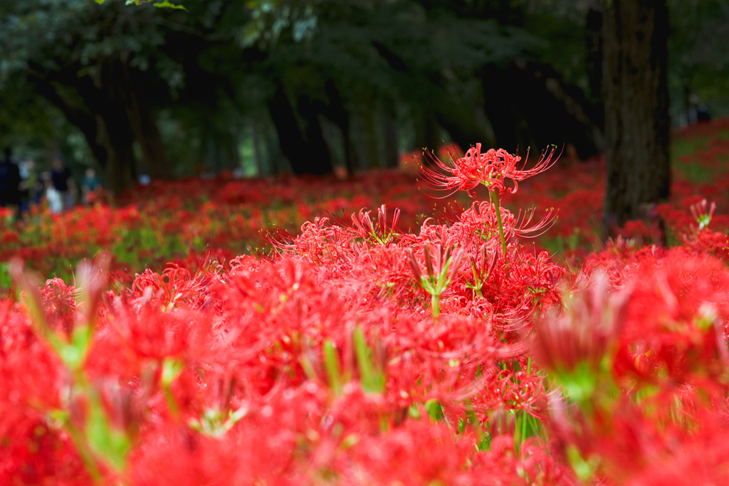 紅に染まる