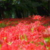 紅に染まる
