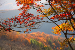 桜山公園