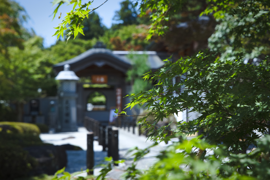 寺の青紅葉