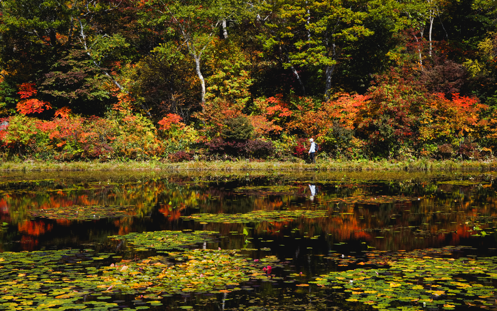 ハスの池のハイキング