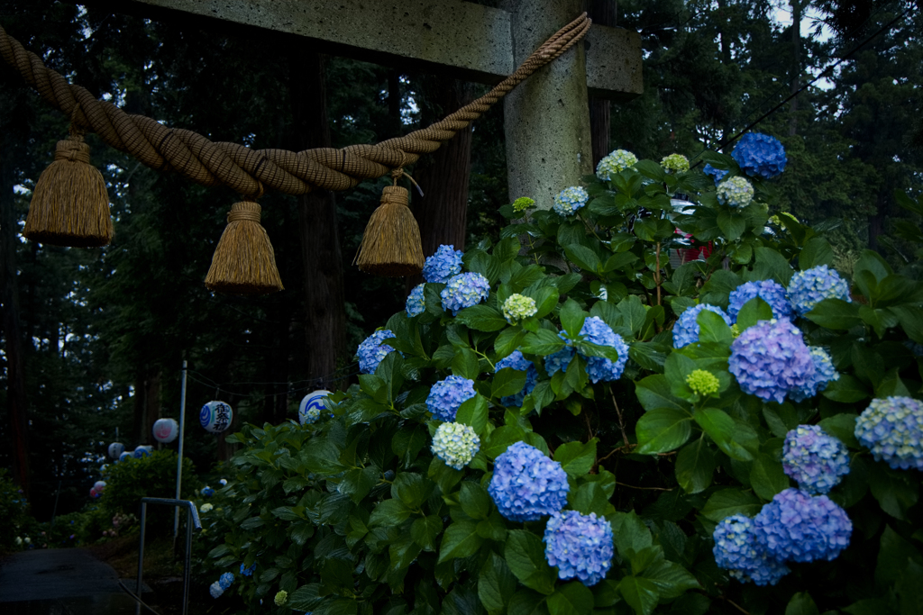 紫陽花神社