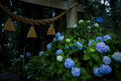 紫陽花神社