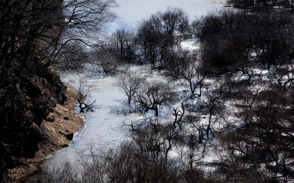 凍る水没林